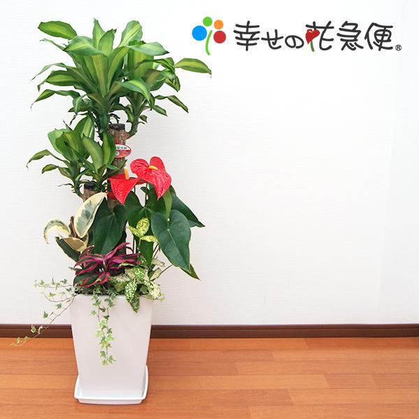観葉植物 寄せ植え-9号陶器-角鉢 開店祝い 人気 大型
