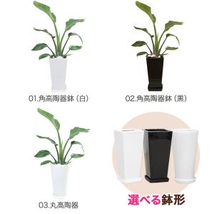 観葉植物 ストレリチア・オーガスタ6号鉢 おしゃれの詳細画像2