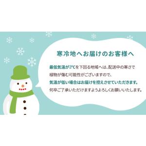 観葉植物 ストレリチア・オーガスタ6号鉢 おしゃれの詳細画像1
