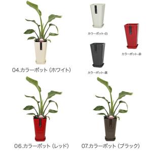 観葉植物 ストレリチア・オーガスタ6号鉢 おしゃれの詳細画像3