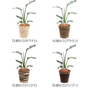 観葉植物 ストレリチア・オーガスタ6号鉢 おしゃれの詳細画像4