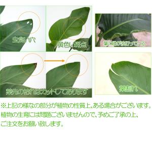 観葉植物 ストレリチア・オーガスタ6号鉢 おしゃれの詳細画像5