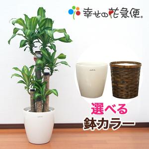 観葉植物 幸福の木8号プラスチック鉢(鉢カバー付) 高さ約120cm｜hanakyubin