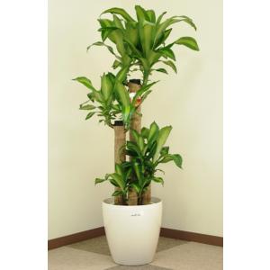 観葉植物 幸福の木8号プラスチック鉢(鉢カバー...の詳細画像2