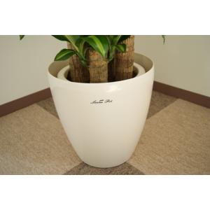 観葉植物 幸福の木8号プラスチック鉢(鉢カバー...の詳細画像3