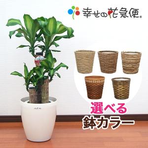 観葉植物 幸福の木7号プラスチック鉢(鉢カバー付)高さ約90cm｜hanakyubin