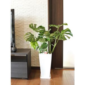 観葉植物 モンステラ7号角高陶器-角鉢 新築越...の詳細画像1