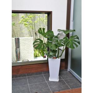 観葉植物 モンステラ7号角高陶器-角鉢 新築越...の詳細画像2