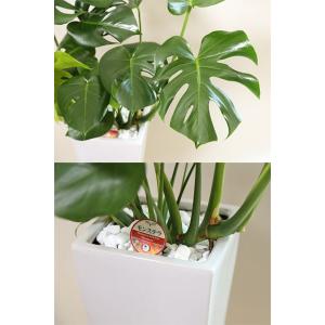 観葉植物 モンステラ7号角高陶器-角鉢 新築越...の詳細画像4