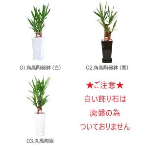 観葉植物 ユッカ(青年の木)6号鉢 新築祝い ...の詳細画像2