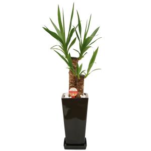 観葉植物 ユッカ(青年の木)6号鉢 新築祝い ...の詳細画像5