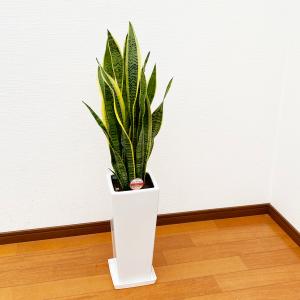 観葉植物 サンスベリア 7号陶器スリム-角鉢(...の詳細画像1
