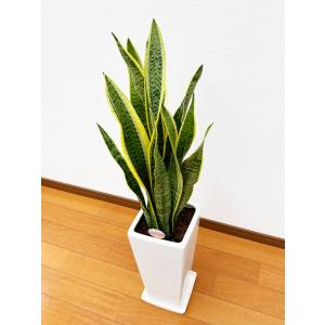 観葉植物 サンスベリア 7号陶器スリム-角鉢(...の詳細画像2