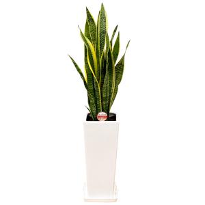 観葉植物 サンスベリア 7号陶器スリム-角鉢(...の詳細画像3