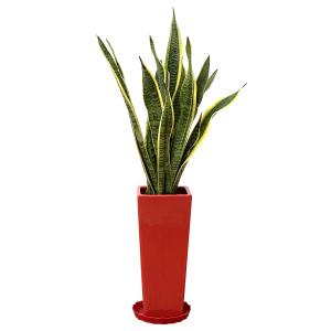観葉植物 サンスベリア 7号陶器スリム-角鉢(...の詳細画像4