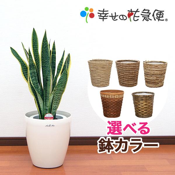 観葉植物 サンスベリア 7号-選べるカゴ 高さ約70cm 新築祝い 人気