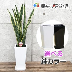 観葉植物 サンスベリア 6号鉢 開店祝い 人気