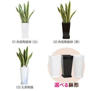 観葉植物 サンスベリア 6号鉢 開店祝い 人気の詳細画像2