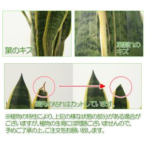 観葉植物 サンスベリア 6号鉢 開店祝い 人気の詳細画像5