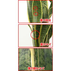 観葉植物 サンスベリア 6号鉢 開店祝い 人気の詳細画像4