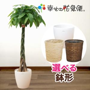 観葉植物 パキラ10号プラスチック鉢(鉢カバー付) 開店祝い 新築祝い 佐川急便