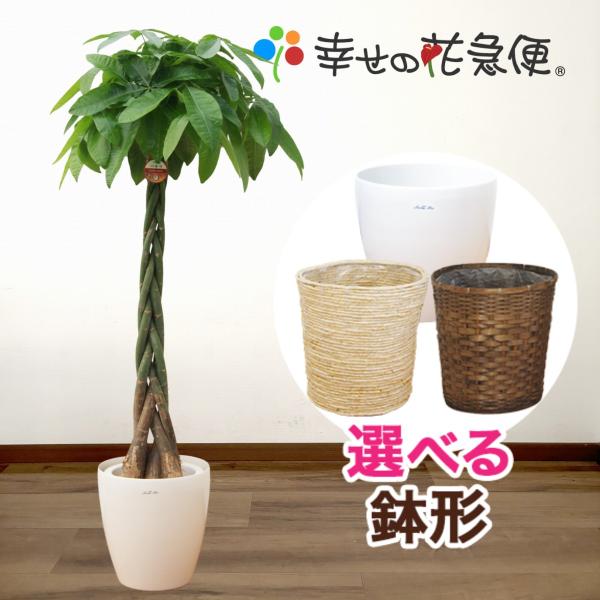 観葉植物 パキラ10号プラスチック鉢(鉢カバー付) 開店祝い 新築祝い 佐川急便