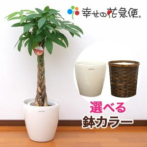 観葉植物 パキラ8号プラスチック鉢(鉢カバー付) 開店祝い 新築祝い