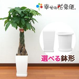 観葉植物 パキラ 7号角高陶器鉢 高さ約100cm pach07-0045 大型 開店