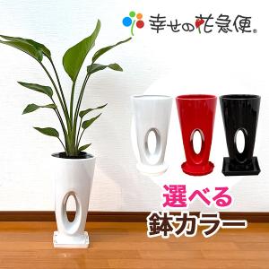 観葉植物 ユッカ(青年の木)7号穴高陶器鉢(白赤黒) 開店祝い インテリア