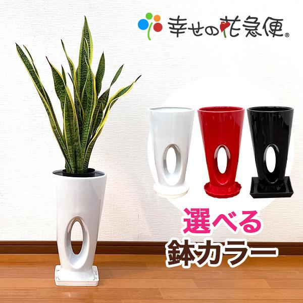 観葉植物 サンスベリア 7号穴高陶器鉢(白赤黒) 開店祝い インテリア 観葉植物