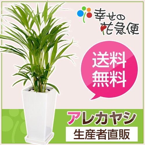観葉植物 アレカヤシ 6号鉢 人気のインテリア