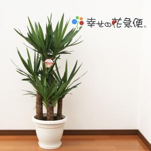 観葉植物 ユッカ(青年の木)9号丸プラスチック鉢 開店祝い 人気 プレゼント