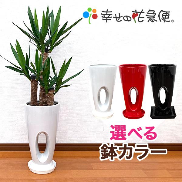 観葉植物 ユッカ(青年の木)7号穴高陶器鉢(白赤黒) 開店祝い インテリア 人気 誕生日 プレゼント