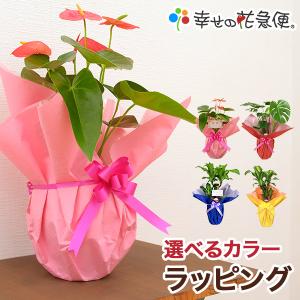 観葉植物 ユッカ(青年の木)7号穴高陶器鉢(白...の詳細画像5