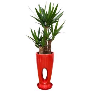 観葉植物 ユッカ(青年の木)7号穴高陶器鉢(白...の詳細画像3