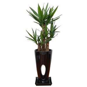 観葉植物 ユッカ(青年の木)7号穴高陶器鉢(白...の詳細画像4