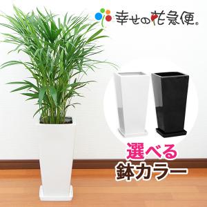 幸せの花急便の商品一覧 通販 Yahoo ショッピング