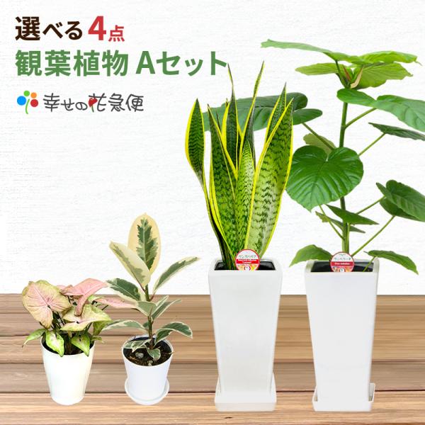 選べる観葉植物4点Aセット 人気 開店祝い