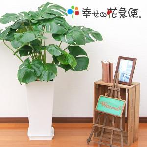 観葉植物 モンステラ8号角高陶器(白)　人気 新築祝い インテリア