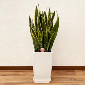 サンセベリア サンスベリア / 1鉢 / 大株 観葉植物 サンスベリア 8号高陶器鉢 : 観葉植物の生産直売 幸せの花