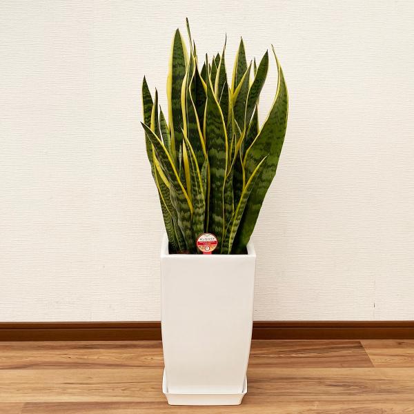 観葉植物 サンスベリア 8号陶器鉢