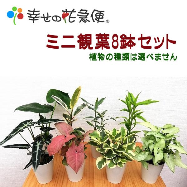 ミニ観葉植物8鉢セット 【送料無料】【新築祝い/開店祝い/お誕生日祝い/結婚祝い/引越し祝い】