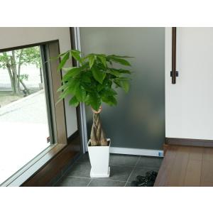 観葉植物 パキラ7号プラスチック鉢 開店祝い ...の詳細画像3