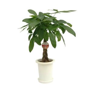 観葉植物 パキラ7号プラスチック鉢 開店祝い ...の詳細画像2