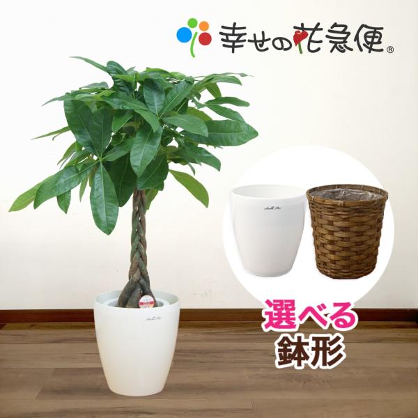 観葉植物 パキラ7号プラスチック鉢(鉢カバー付) 開店祝い 新築祝い