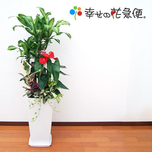 観葉植物 寄せ植え-10号高陶器-角鉢 新築祝い 開店祝い 人気 佐川急便