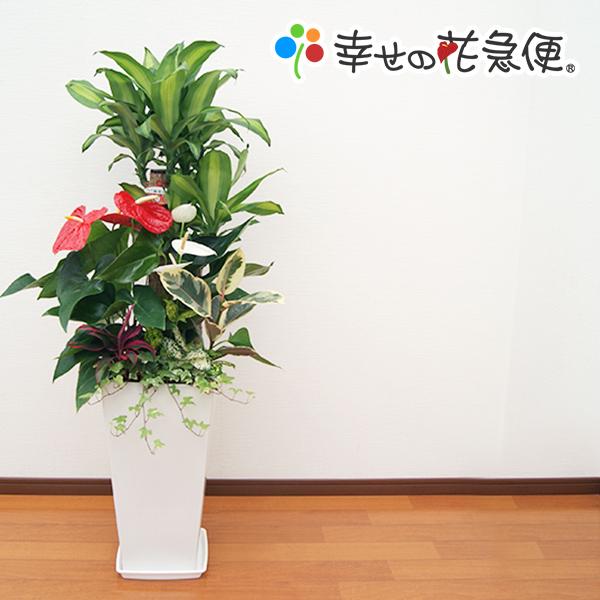 観葉植物 寄せ植え-10号角高陶器鉢(紅白アンスリューム入)　新築祝い 開店祝い 人気 佐川急便