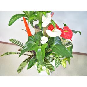 観葉植物 寄せ植え-10号角高陶器鉢(紅白アン...の詳細画像5