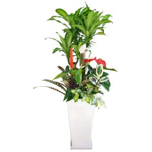 観葉植物 寄せ植え-10号角高陶器鉢(紅白アン...の詳細画像3