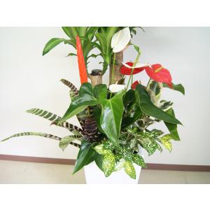 観葉植物 寄せ植え-10号角高陶器鉢(紅白アン...の詳細画像5